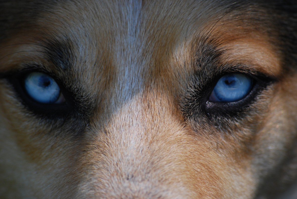 Are dogs colorblind?